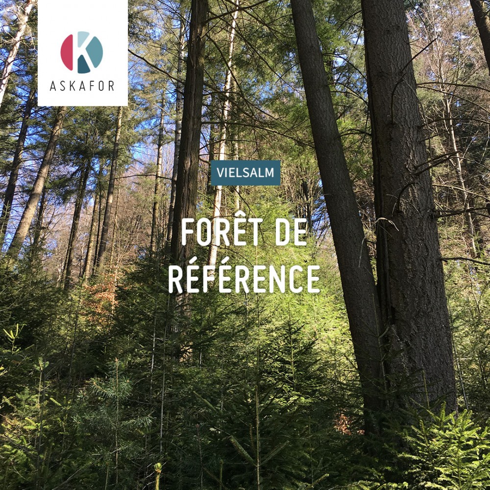 Le Grand Bois de Vielsalm : première forêt de référence du projet ASKAFOR