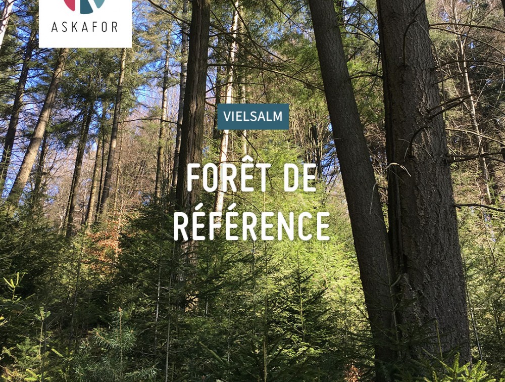 Le Grand Bois de Vielsalm : première forêt de référence du projet ASKAFOR