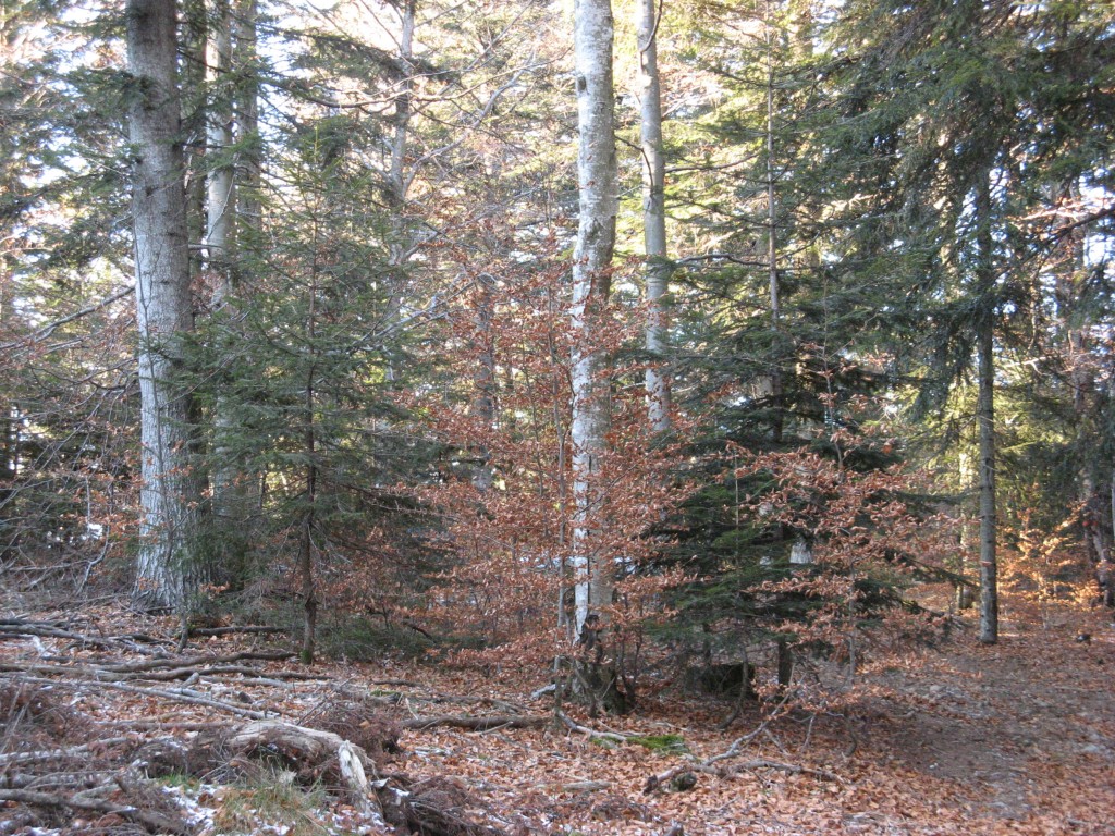 Vidéo sur la futaie jardinée dans le Haut-Jura, par Julien TOMASINI, Expert Forestier et Président de l'AFI