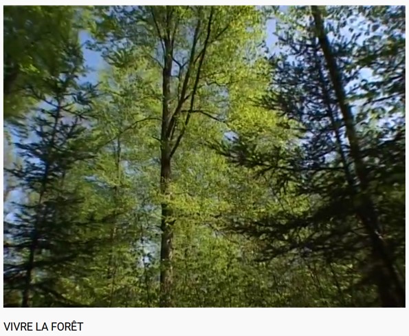 Film de l'Association Futaie Irrégulière (2003) - cours illustré de SMCC, avec d'éminents forestiers